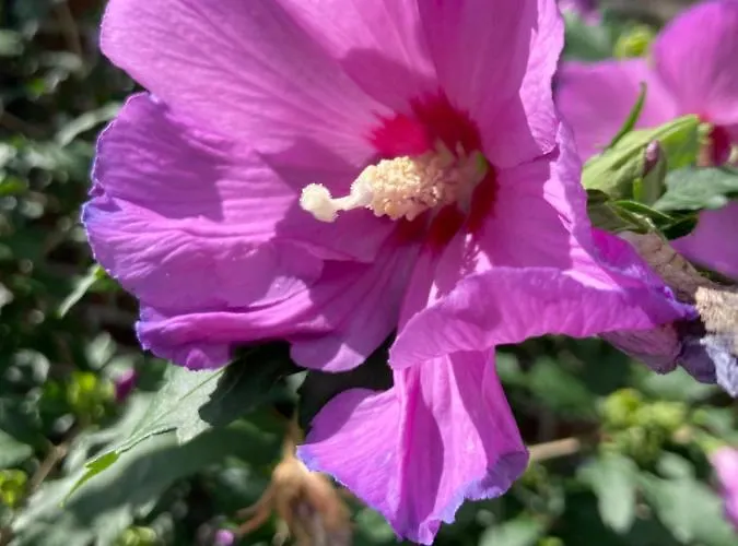 Birkenhof - Urlaub Auf Dem Bauernhof Mit Blick Ins Gruene